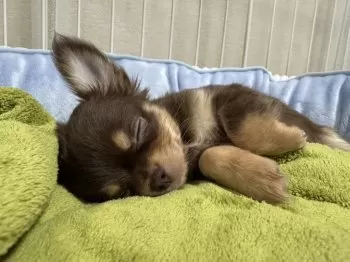 ごらちっす 様のお迎えした子犬
