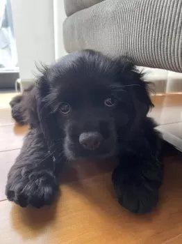 A.S 様のお迎えした子犬