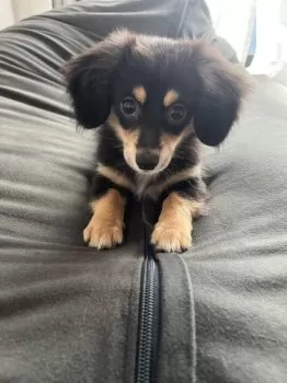 ひろ 様のお迎えした子犬