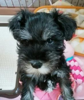 わんこ 様のお迎えした子犬