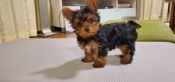 たちこな 様のお迎えした子犬