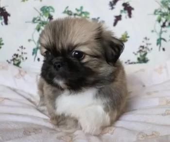 まあさ 様のお迎えした子犬