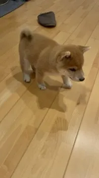 Y.O 様のお迎えした子犬