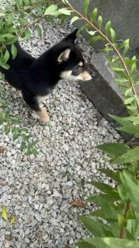 T.Ｉ 様のお迎えした子犬