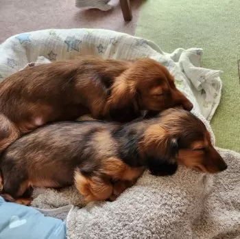 S.O 様のお迎えした子犬