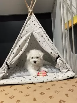 K.M 様のお迎えした子犬