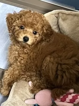 たー 様のお迎えした子犬