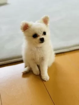 M.I 様のお迎えした子犬