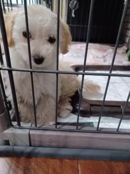 マルプーまま 様のお迎えした子犬