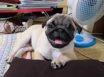M.R 様のお迎えした子犬