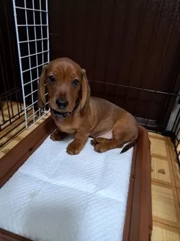 K・A 様のお迎えした子犬
