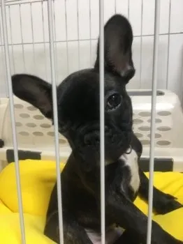 らんらん 様のお迎えした子犬