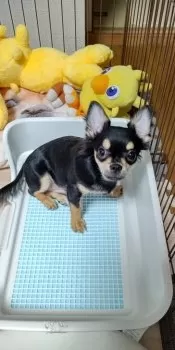 ハル 様のお迎えした子犬
