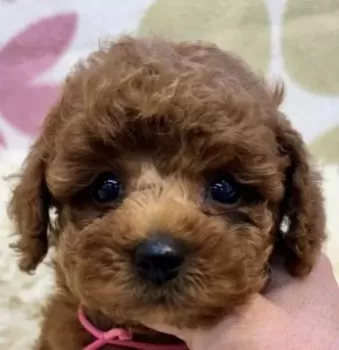 K 様のお迎えした子犬