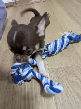 U.W 様のお迎えした子犬