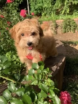 みーちゃん 様のお迎えした子犬