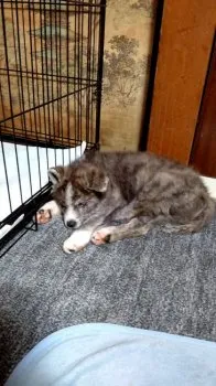 コダイラさん 様のお迎えした子犬