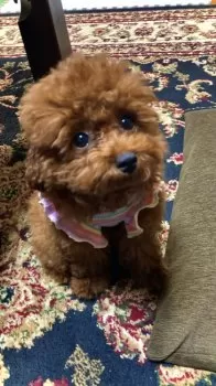 H.M 様のお迎えした子犬