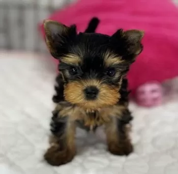 ミモザ 様のお迎えした子犬