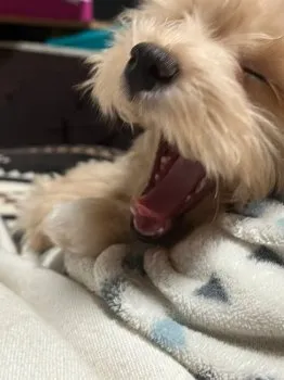 ちっち 様のお迎えした子犬