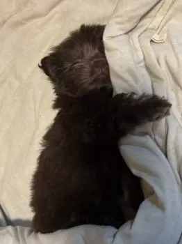 A.Y 様のお迎えした子犬