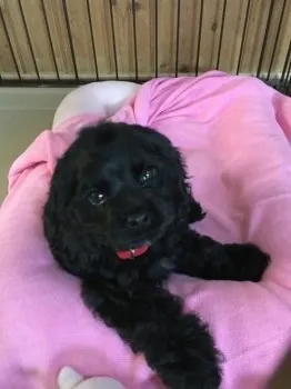 まーちゃん 様のお迎えした子犬