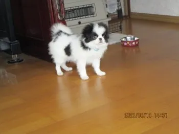 M.U 様のお迎えした子犬