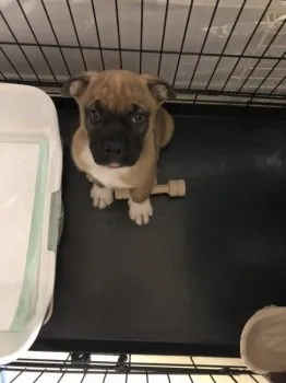 AA 様のお迎えした子犬