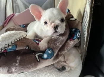 萌 様のお迎えした子犬