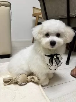 sayo 様のお迎えした子犬