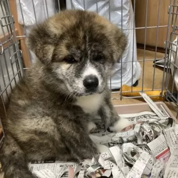 健 様のお迎えした子犬