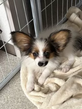 o.y 様のお迎えした子犬