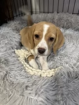 あやこ 様のお迎えした子犬