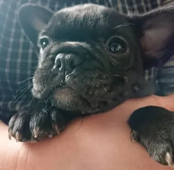 ゆか 様のお迎えした子犬