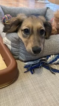 N.E 様のお迎えした子犬