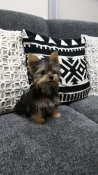 えみこ 様のお迎えした子犬