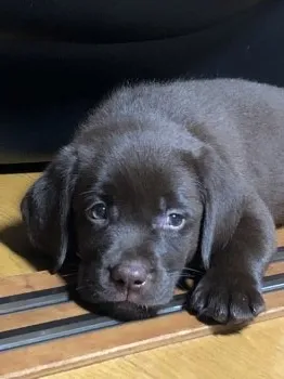 プリン_マール 様のお迎えした子犬