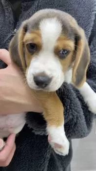 T.I 様のお迎えした子犬