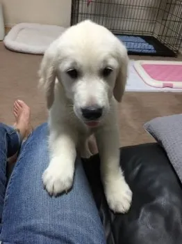 カイママ 様のお迎えした子犬