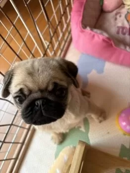 E.T 様のお迎えした子犬