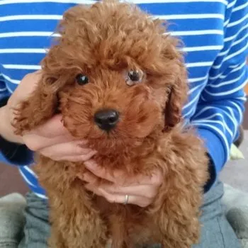 マロンママ 様のお迎えした子犬