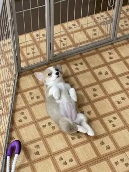 ちくわの主 様のお迎えした子犬