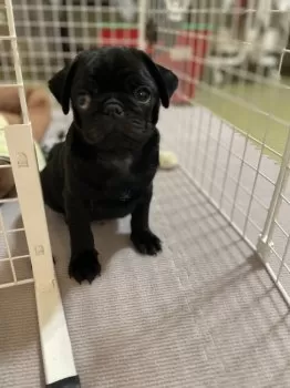 E.A 様のお迎えした子犬