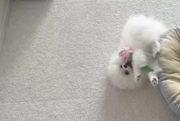 Y.K 様のお迎えした子犬