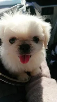 かのん 様のお迎えした子犬
