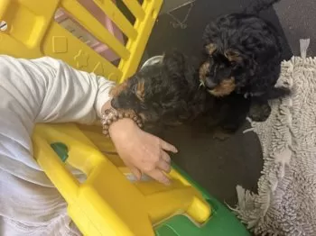 M.N 様のお迎えした子犬