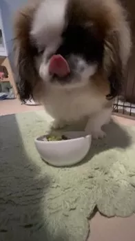 N.A 様のお迎えした子犬
