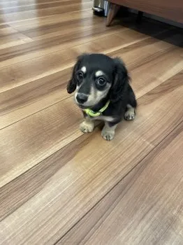 あやか 様のお迎えした子犬