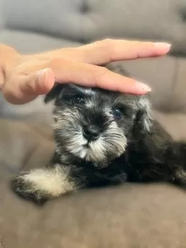 M.O 様のお迎えした子犬