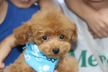 R.K 様のお迎えした子犬